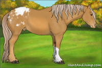 Horse Color:Palomino Appaloosa
