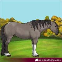 Horse Color:Smoky Grullo Tobiano Rabicano