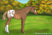 Horse Color:Chestnut Appaloosa 