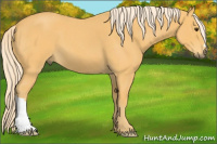 Horse Color:Palomino Roan 