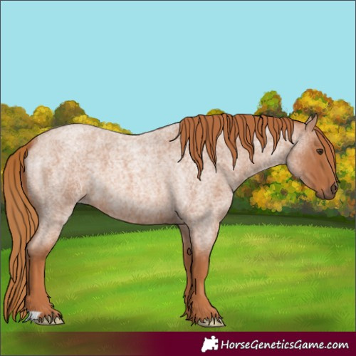 Horse Color:Red Roan 