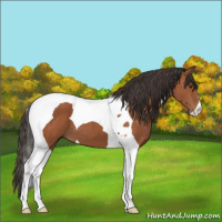 Horse Color:Bay Tobiano 