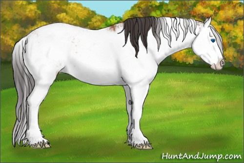 Horse Color:Bay Sabino Splash 