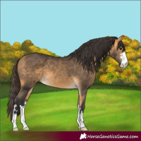 Horse Color:Buckskin 