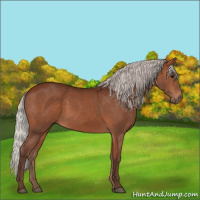 Horse Color:Silver Bay 