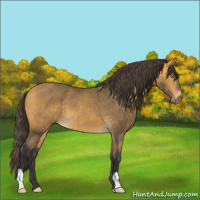 Horse Color:Buckskin 