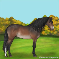 Horse Color:Brown 