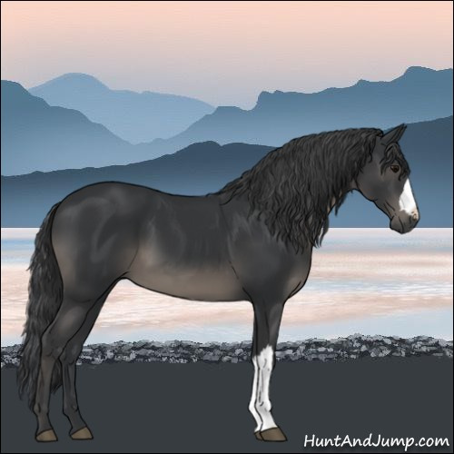Horse Color:Black 