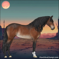 Horse Color:Bay Rabicano 
