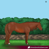 Horse Color:Chestnut 