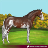 Horse Color:Silver Brown Sabino 