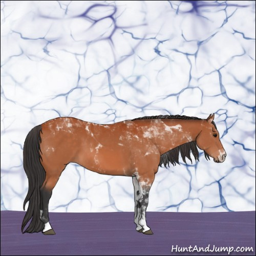 Horse Color:Bay Tobiano 