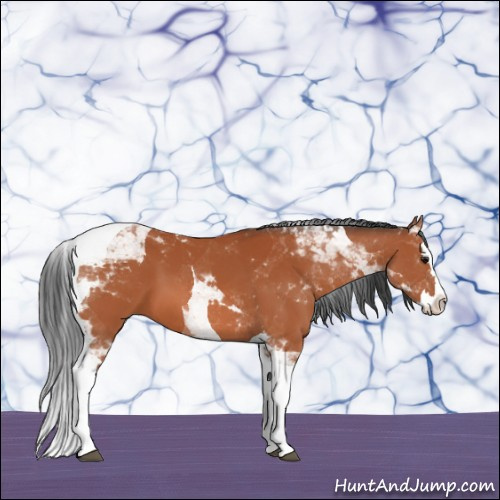 Horse Color:Bay Splash Tobiano