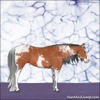Horse Color:Bay Splash Tobiano