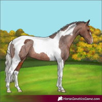 Horse Color:Silver Brown Tobiano Appaloosa Rabicano 