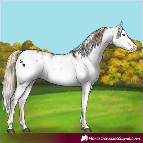 Horse Color:Chocolate Palomino Sabino 