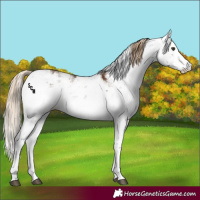 Horse Color:Chocolate Palomino Sabino 