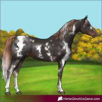 Horse Color:White Spotted Liver Chestnut Sabino