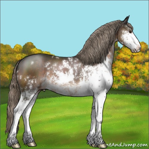 Horse Color:Liver Chestnut Sabino Appaloosa 