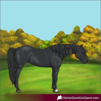 Horse Color:Black  and Black 