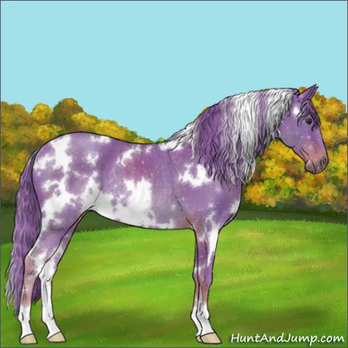 Horse Color:Watercolor White Spotted Liver Chestnut Rabicano
