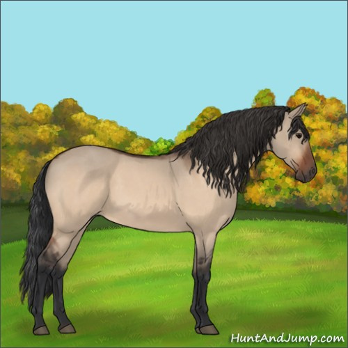 Horse Color:Bay Roan Dun 