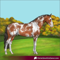 Horse Color:White Spotted Bay Sabino Appaloosa Rabicano 