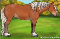 Horse Color:Silver Bay 