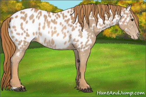 Horse Color:Chestnut Appaloosa 