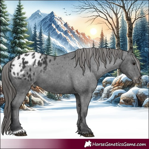 Horse Color:Black Appaloosa 