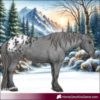 Horse Color:Black Appaloosa