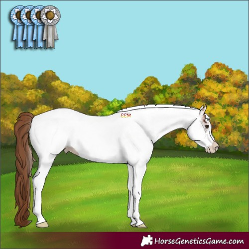 Horse Color:White Spotted Chestnut