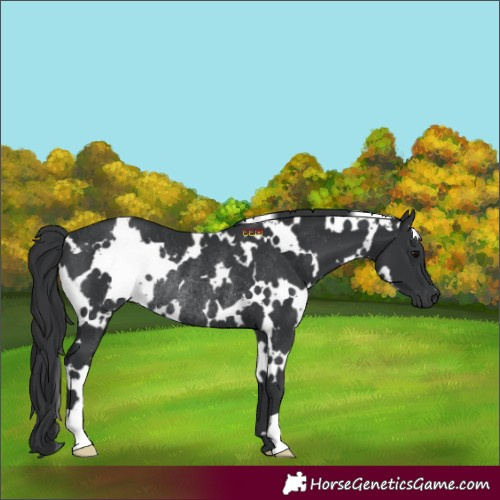 Horse Color:White Spotted Black Rabicano 