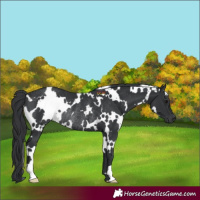 Horse Color:White Spotted Black Rabicano