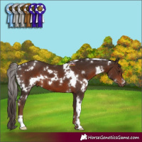 Horse Color:White Spotted Liver Chestnut 