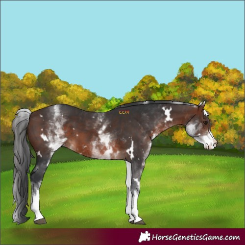 Horse Color:White Spotted Brown
