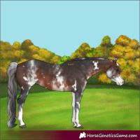 Horse Color:White Spotted Brown 