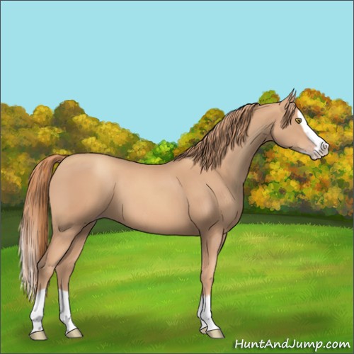 Horse Color:Gold Champagne Splash 