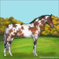 Horse Color:White Spotted Bay Varnish 