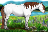 Horse Color:Red Onyx Ice Sabino Appaloosa