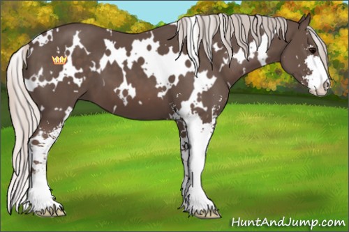 Horse Color:White Spotted Silver Black Sabino 