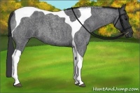 Horse Color:Blue Roan Tobiano