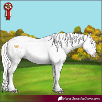 Horse Color:White Spotted Silver Perlino Appaloosa 