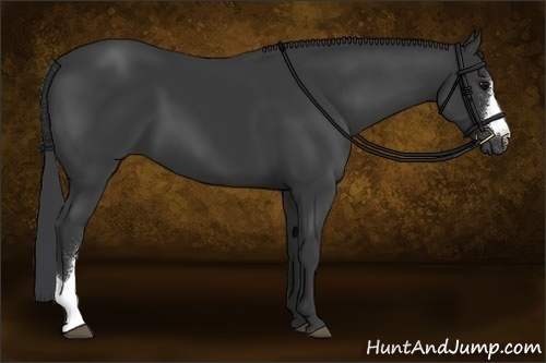 Horse Color:Black 