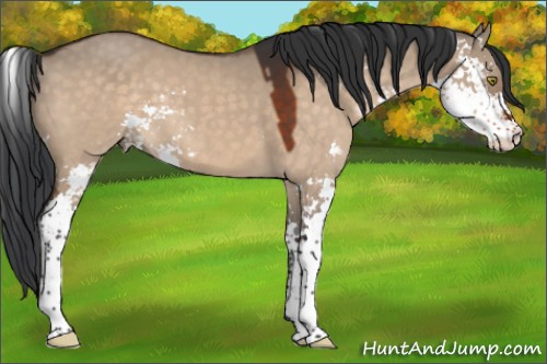 Horse Color:Brown Dun Sabino 