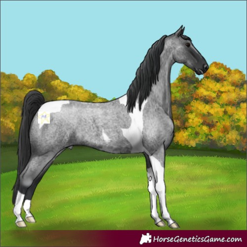 Horse Color:Blue Roan Tobiano 
