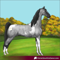 Horse Color:Blue Roan Tobiano 