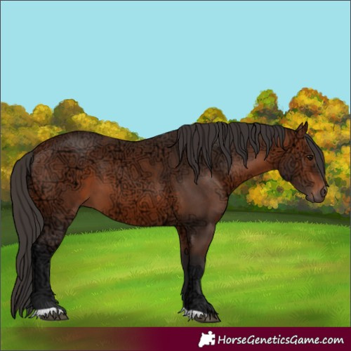Horse Color:Bay Ice 