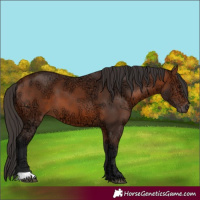 Horse Color:Bay Ice 