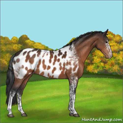 Horse Color:White Spotted Bay Appaloosa 